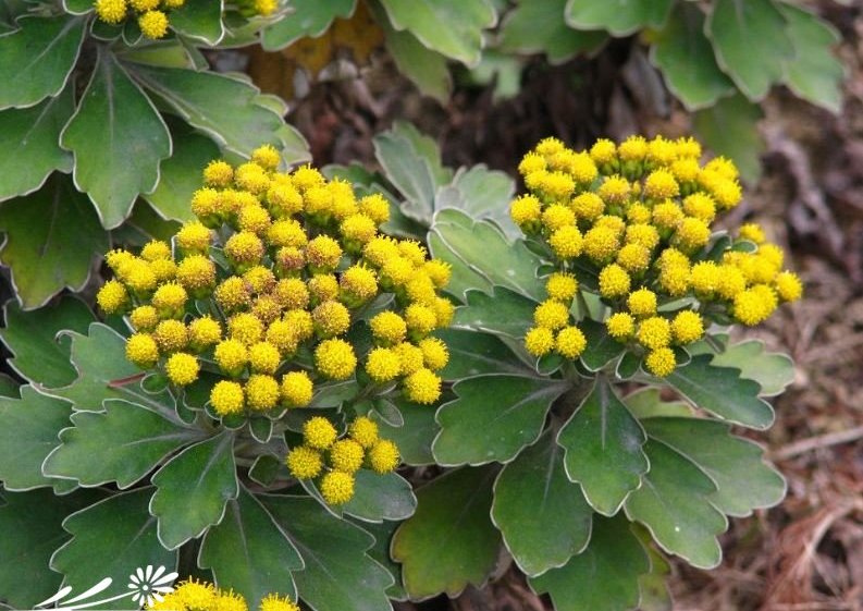  p data-id="tb6hzvtanhjk">金球菊为菊科亚菊属的多年生直立草本或亚