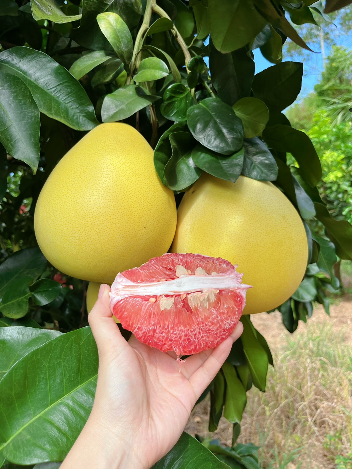 红心蜜柚