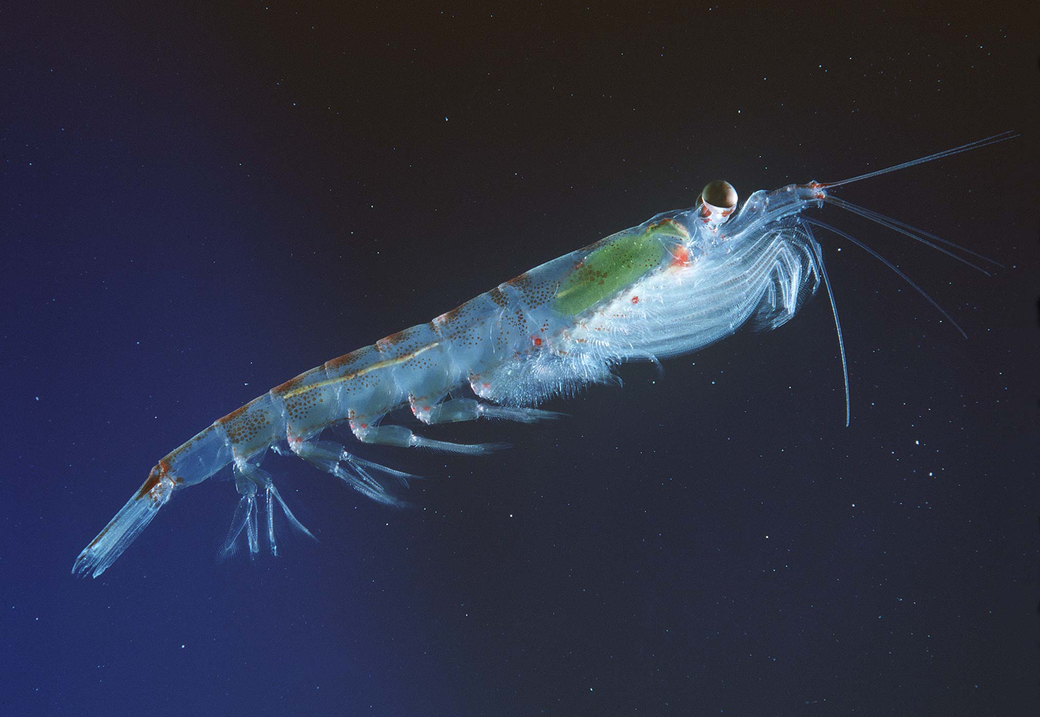  p>南极磷虾(学名: i>euphausia superba /i>)是磷虾科,磷虾属虾类.