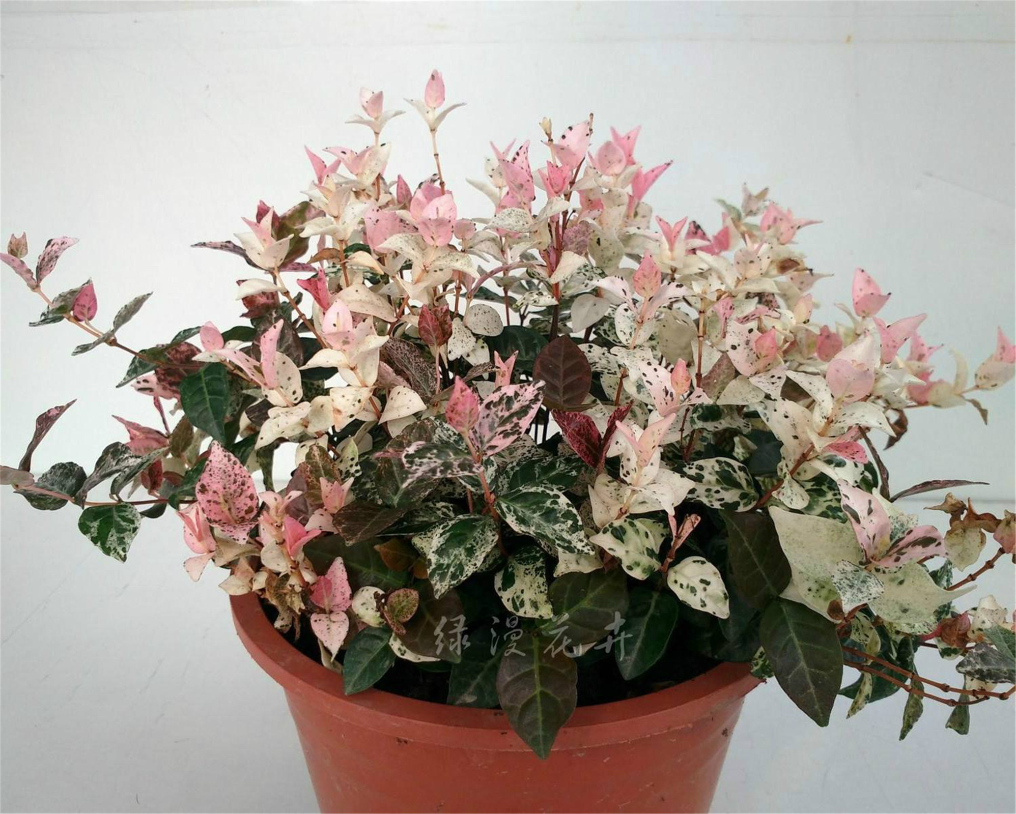 花叶络石怎么才会变色(花叶络石颜色怎么变粉色)