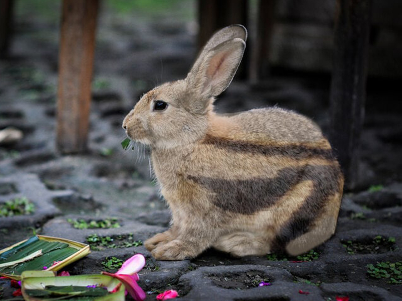  p>苏门答腊纹兔(学名: i>nesolagus netscheri /i>):兔科,纹兔属动物