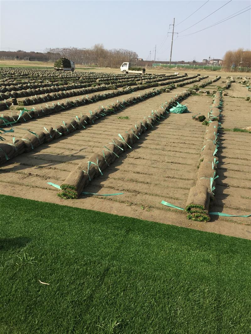  p data-id="gn32vdeqzg">河北鑫旺草坪种植基地主营各种草坪,草皮