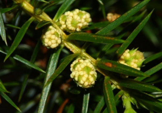 刺柏属_百度百科