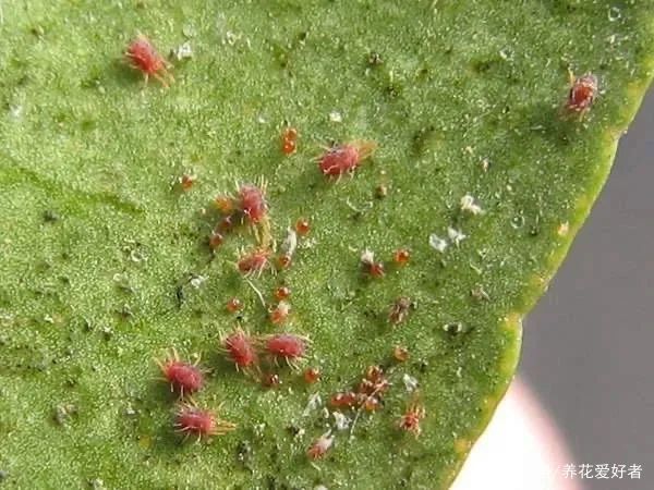 月季夏天爱生虫 六大虫害最烦人 教你如何防治 百科ta说