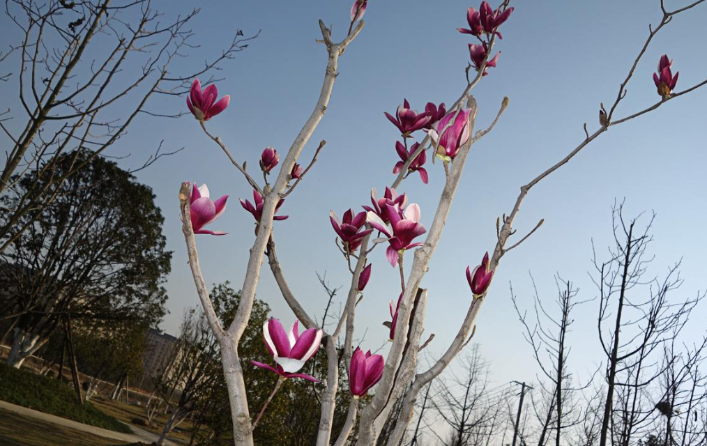 玉兰花这么养，花期延长，俏丽幽香，回顾一下，你做对了吗？_百科TA说