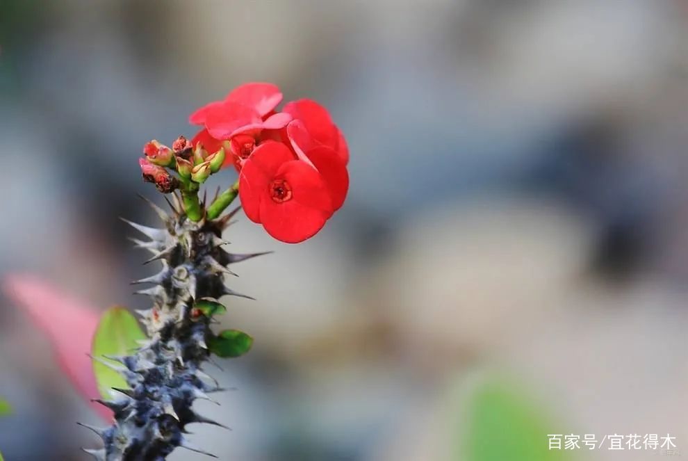 有刺植物的刺是如何起源和演变的？有什么类型和效用？_百科TA说