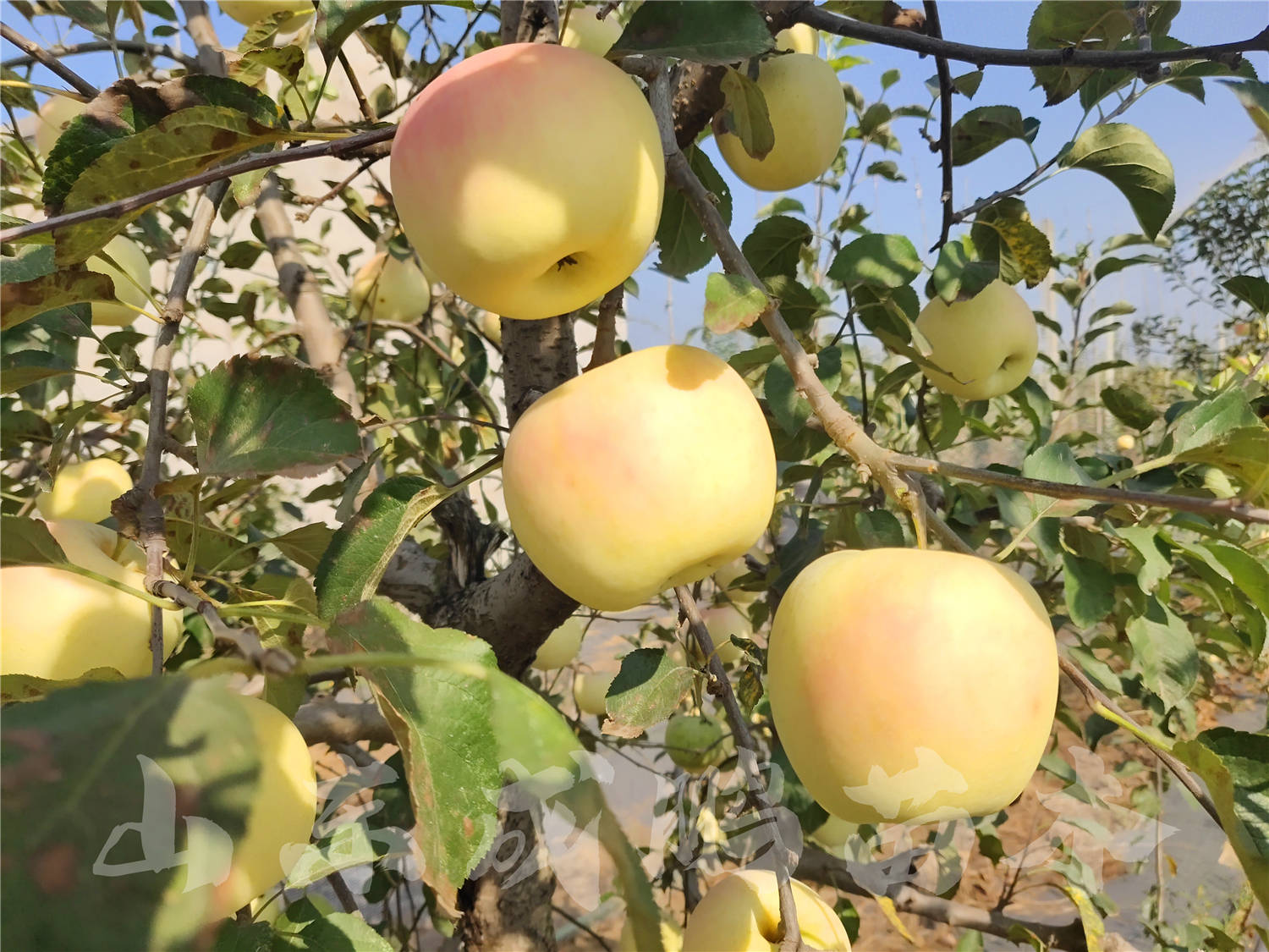 苹果属(苹果属于凉性还是热性)