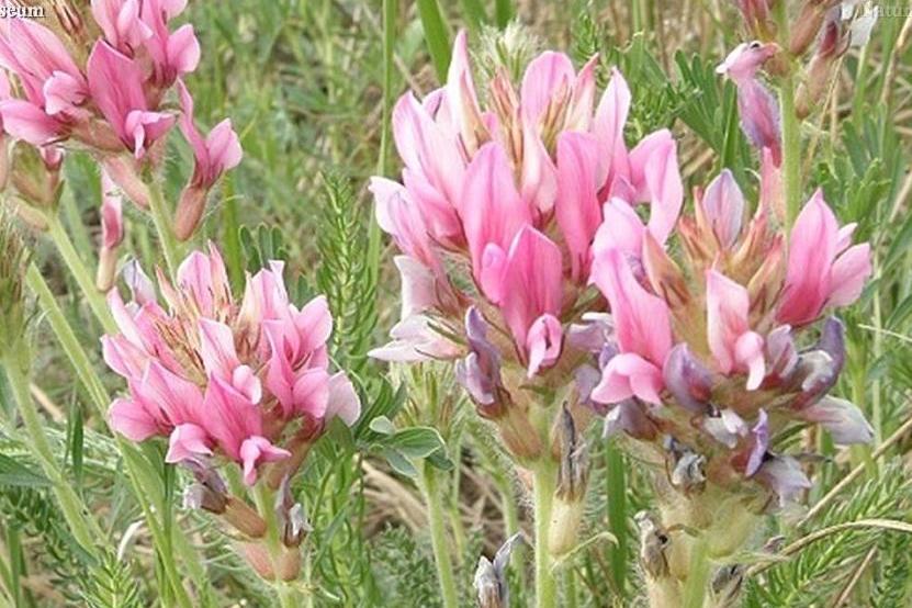  p>多叶棘豆(学名: i>oxytropis myriophylla /i>  (pall.) dc.