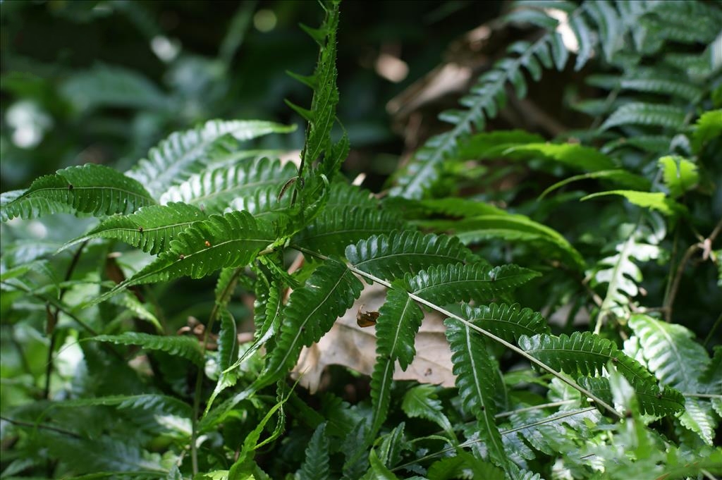  p>中华刺蕨(学名: i>egenolfia sinensis /i> (bak.