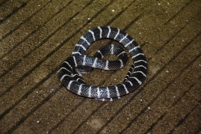  p>银环蛇(学名: i>bungarus multicinctus /i>)为眼镜蛇科环蛇属中等