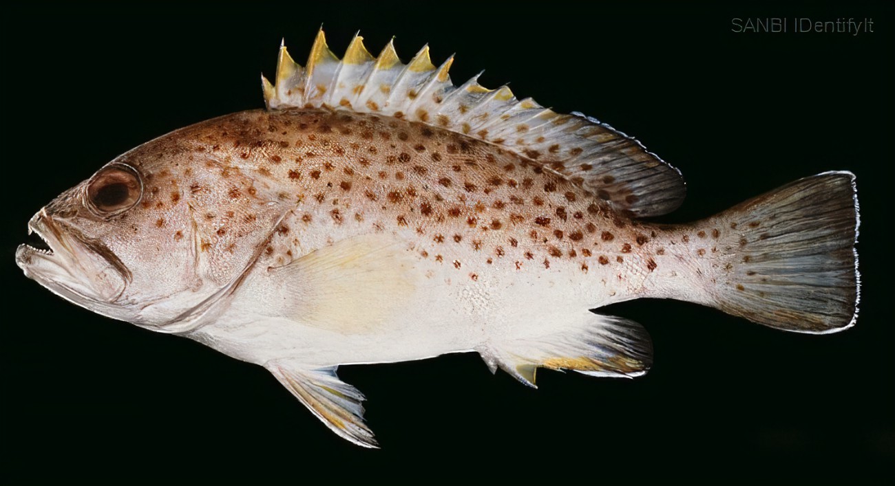 白缘石斑鱼