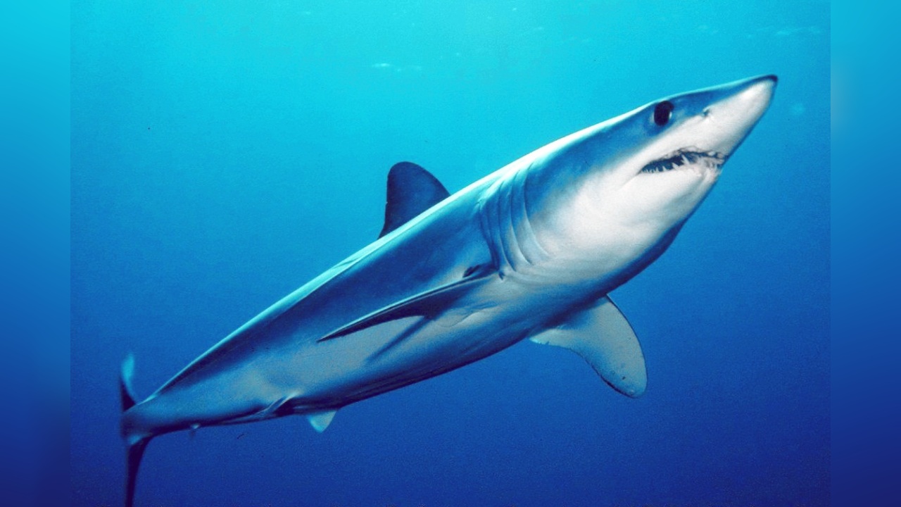 尖吻灰鲭鲨