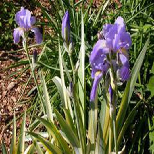 Iris pallida 'Variegata'_百度百科