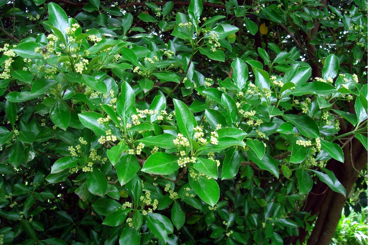  p data-id="ta9flyy66olp">冬青卫矛( i>euonymus japonicus /i>