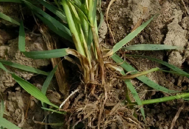  p data-id="skftjer4uagb">小麦茎基腐病是由假禾谷镰孢菌,禾谷镰孢