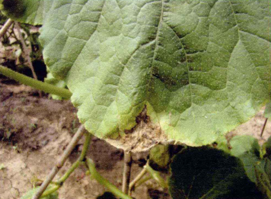  p>甜瓜细菌性角斑病是由丁香假单胞杆菌黄瓜角斑病致病型引起的,发生