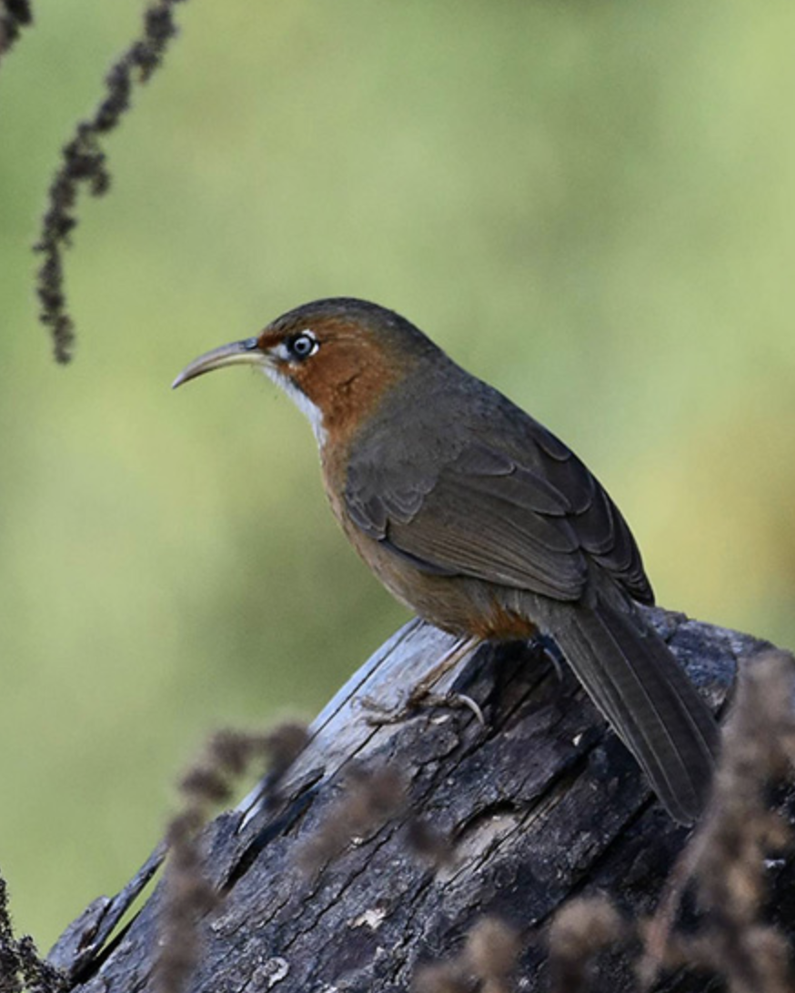  i>pomatorhinus erythrogenys /i>)是画眉科,钩嘴鹛属型鸟类,体长22