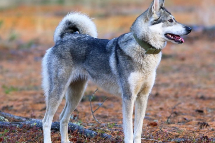 西西伯利亚莱卡犬