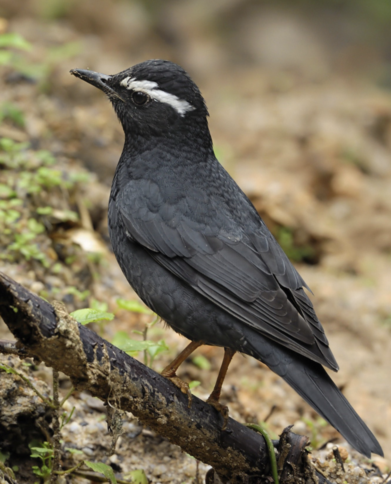  p>白眉地鸫(学名: i>zoothera sibirica /i>)是鸫科,地鸫属中型鸟类