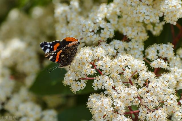 令人窒息的石楠花到底什么味 你能精准形容出来吗 百科ta说