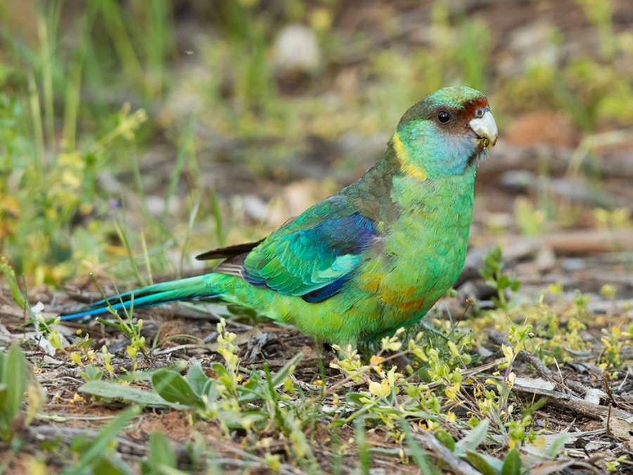  p>澳大利亚环颈鹦鹉(学名: i>barnardius zonarius /i>):是鹦鹉科