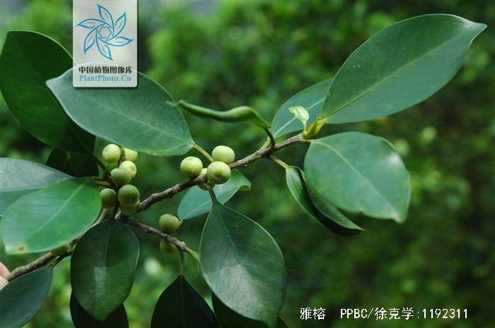 ficus concinna (miq.) miq.