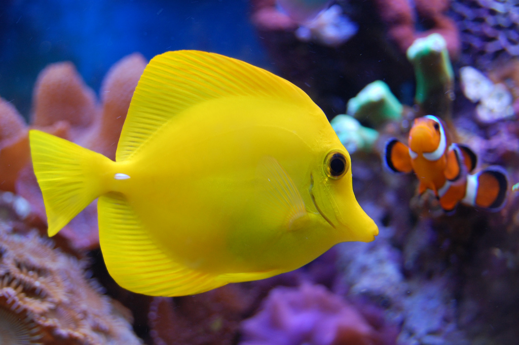  p>黄高鳍刺尾鱼(学名: i>zebrasoma flavescens /i>)其体卵圆而侧扁