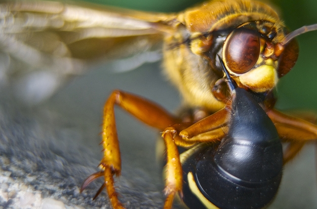  p>膜翅目(hymenoptera)泥蜂科(sphecidae) a target="_blank" href="