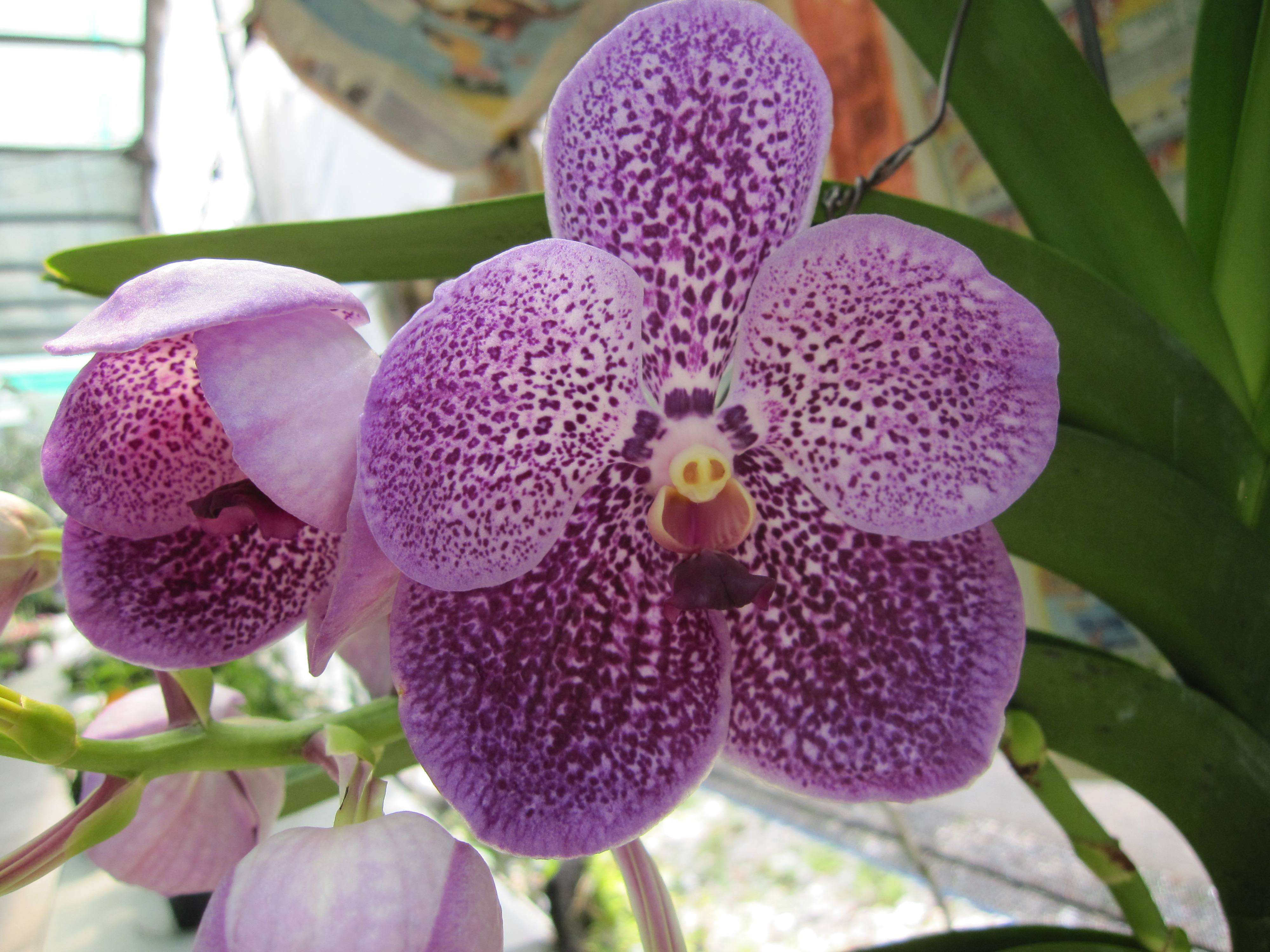 万代兰开花图片(万代兰开花图片欣赏)