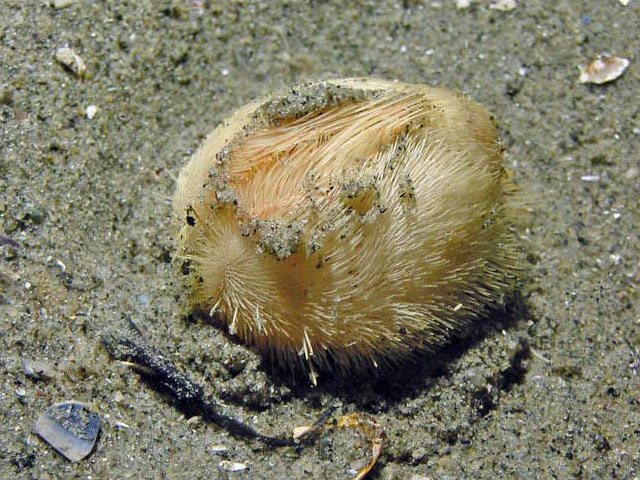 echinocardium cordatum /i>):是一种普通的 a href="#">心形海胆 /a>