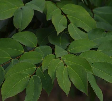  p>油楠(学名: i>sindora glabra /i> merr.