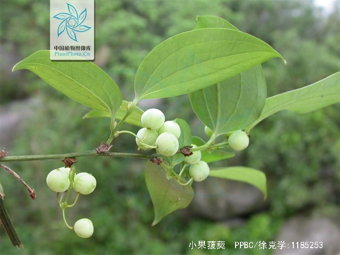  p>小果菝葜 i>(smilax davidiana a. dc.