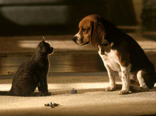 猫狗大战catsanddogs(2001)