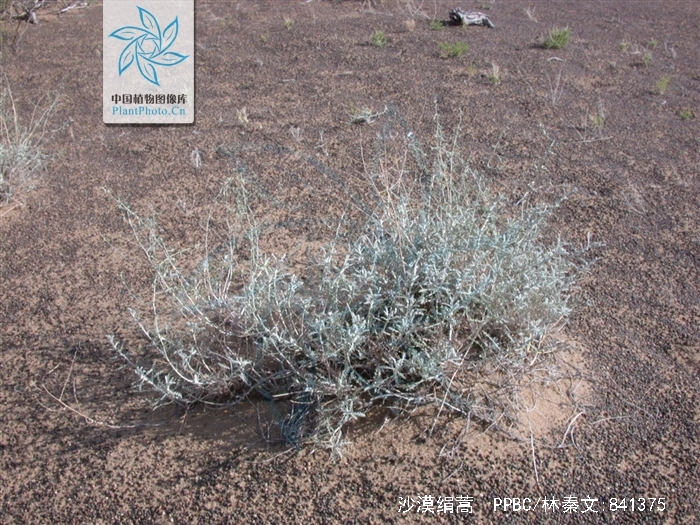  p>沙漠绢蒿(学名: i>seriphidium santolinum /i> (schrenk) poljak.