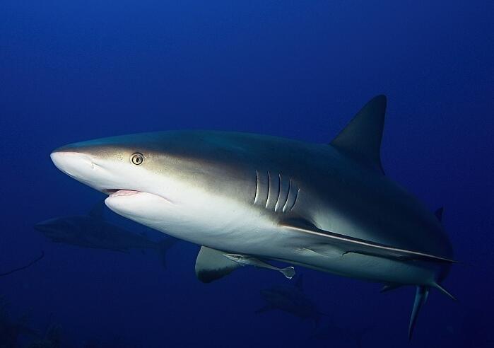 加勒比真鲨
