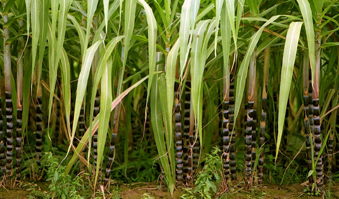  p>甘蔗属(拉丁学名:saccharum l.