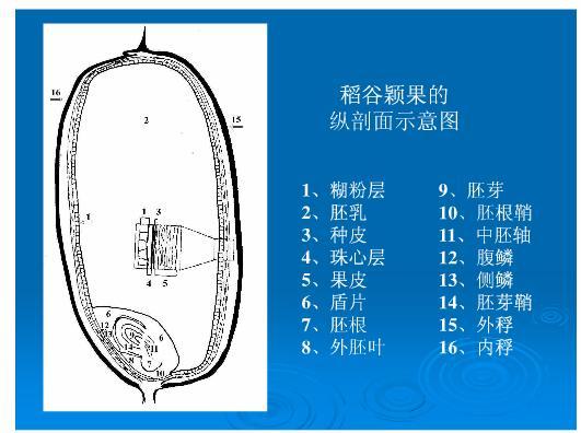  p>胚芽米是保留米的胚芽部分,其他部分则与白米完全相同的一种米.