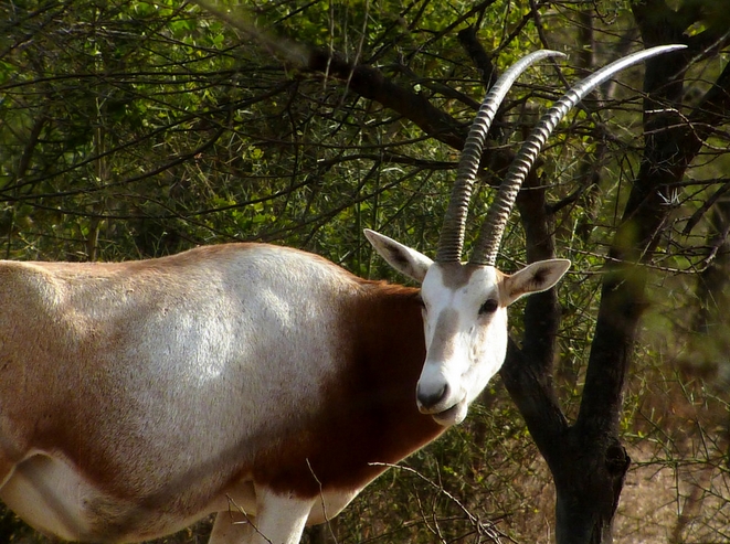 白剑羚
