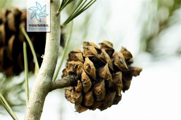  p>日本五针松(学名: i>pinus parviflora /i>)是松科松属的植物,乔木