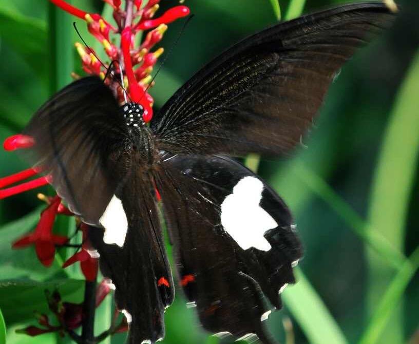  p>玉斑凤蝶 i>papilio helenus /i> (linnaeus, 1758)别名白纹凤蝶