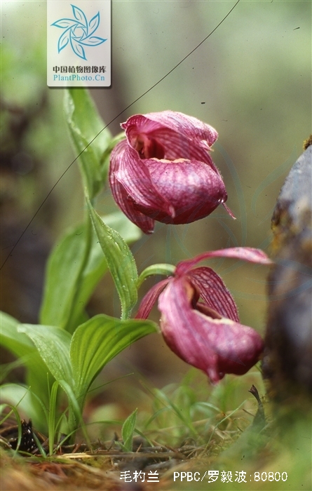  p>毛杓兰(学名: i>cypripedium franchetii /i>  e. h.