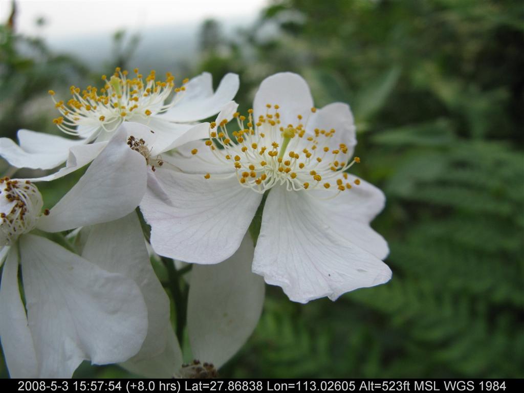  p>多腺小叶蔷薇是小叶蔷薇的一个变种,本变种与原变种区别在其小叶
