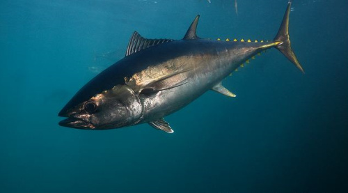 中文学名 a target="_blank" href="/item/北方蓝鳍金枪鱼/3119888"