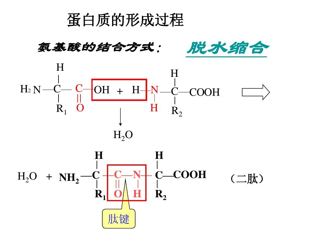 氨基酸脱水缩合