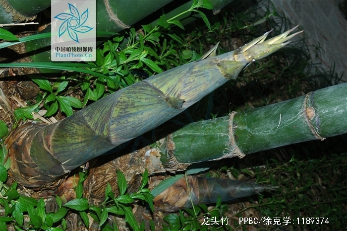  p>龙头竹(学名: i>bambusa vulgaris /i> schrader ex wendland)是