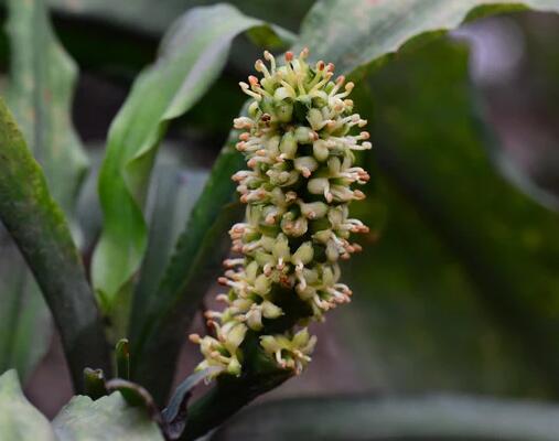  /i>)是百合科,开口箭属多年生 a target="_blank" href="/item/草本"