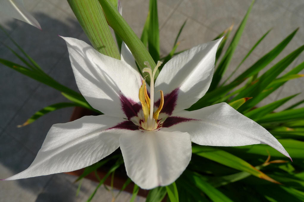  p>唐菖蒲(学名: i>gladiolus gandavensis /i>&nbsp;vaniot