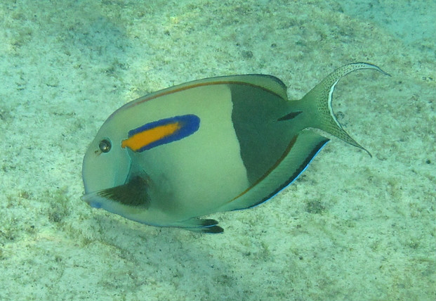  p>橙斑刺尾鱼(学名: i>acanthurus olivaceus /i>),又称一字刺尾鲷