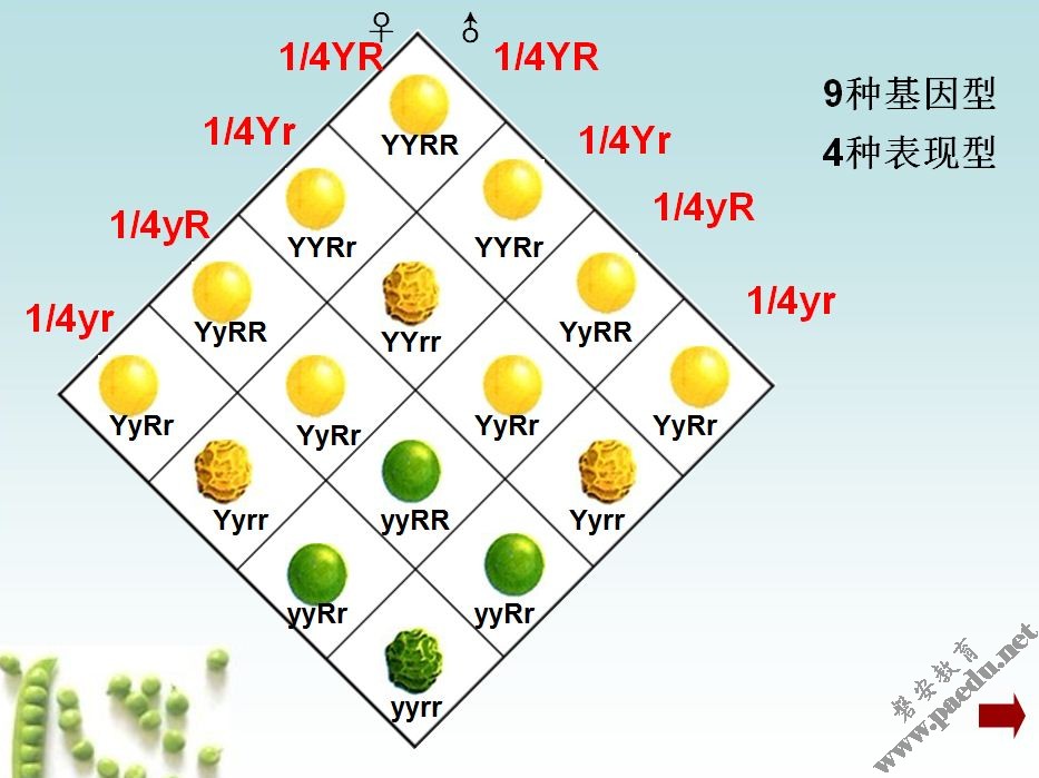 孟德尔9331图解图片