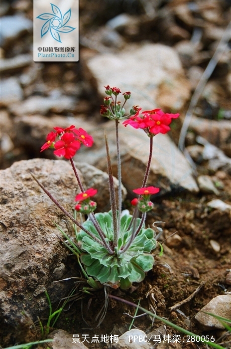  p>景天点地梅,报春花科点地梅属植物.中国特有种,产四川省,云南省.